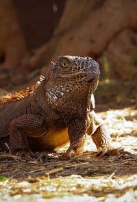 Iguanidae, Tenerife, 2024