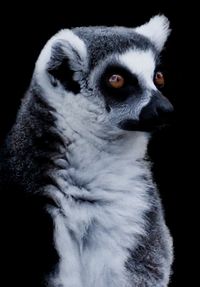 Ring tailed lemur, The Netherlands, 2023