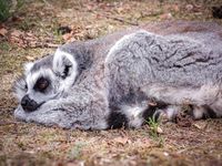 Ring tailed lemur, The Netherlands, 2023