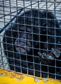 Chimpanzee, Tenerife, 2011