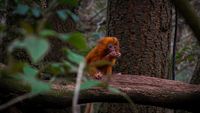 Golden lion tamarin, The Netherlands, 2023