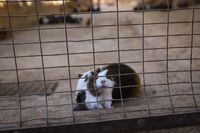 Guinea pig, Tenerife, 2024