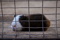 Guinea pig, Tenerife, 2024