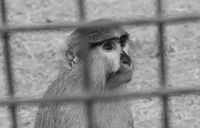 Patas Monkey, Tenerife, 2024