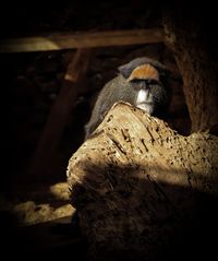 Brazza&#039;s monkey, Tenerife, 2024