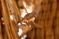 Zebra finch, Tenerife, 2024