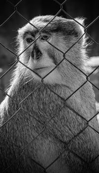 Patas Monkey, Tenerife, 2024