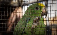 Amazon parrot, Tenerife, 2024