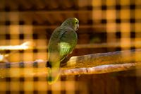 Amazon parrot, Tenerife, 2024