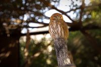 Pygmy owl, Tenerife, 2024