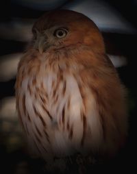 Pygmy owl, Tenerife, 2024