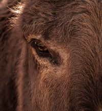 Donkey, Tenerife, 2024