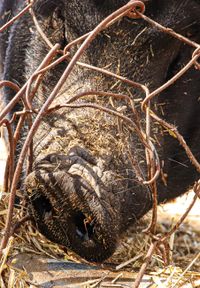 Pig, Tenerife, 2024