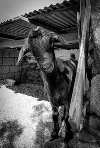 Goat, Tenerife, 2024