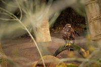 Harris hawk, Tenerife, 2024