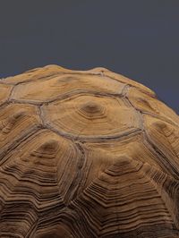 Tortoise shell, Tenerife, 2024