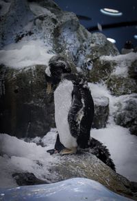 Gentoo penguin, Tenerife, 2024