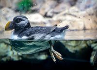 Atlantic puffin, Tenerife, 2024