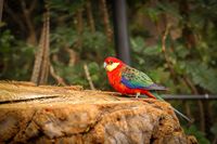 Western rosella, Tenerife, 2024