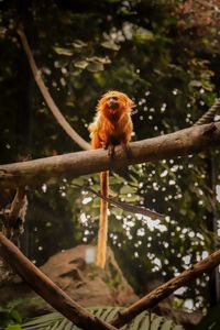 Golden lion tamarin, Tenerife, 2024