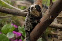 Marmoset, Tenerife, 2024