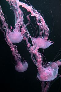 Jellyfish, Tenerife, 2024