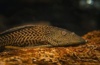 Orinoco sailfin catfish, Tenerife, 2024