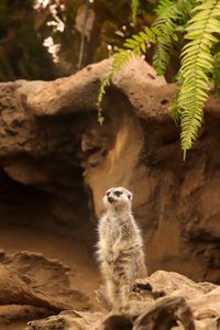 Meerkat, Tenerife, 2024