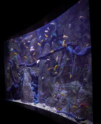 Aquarium, Tenerife, 2024